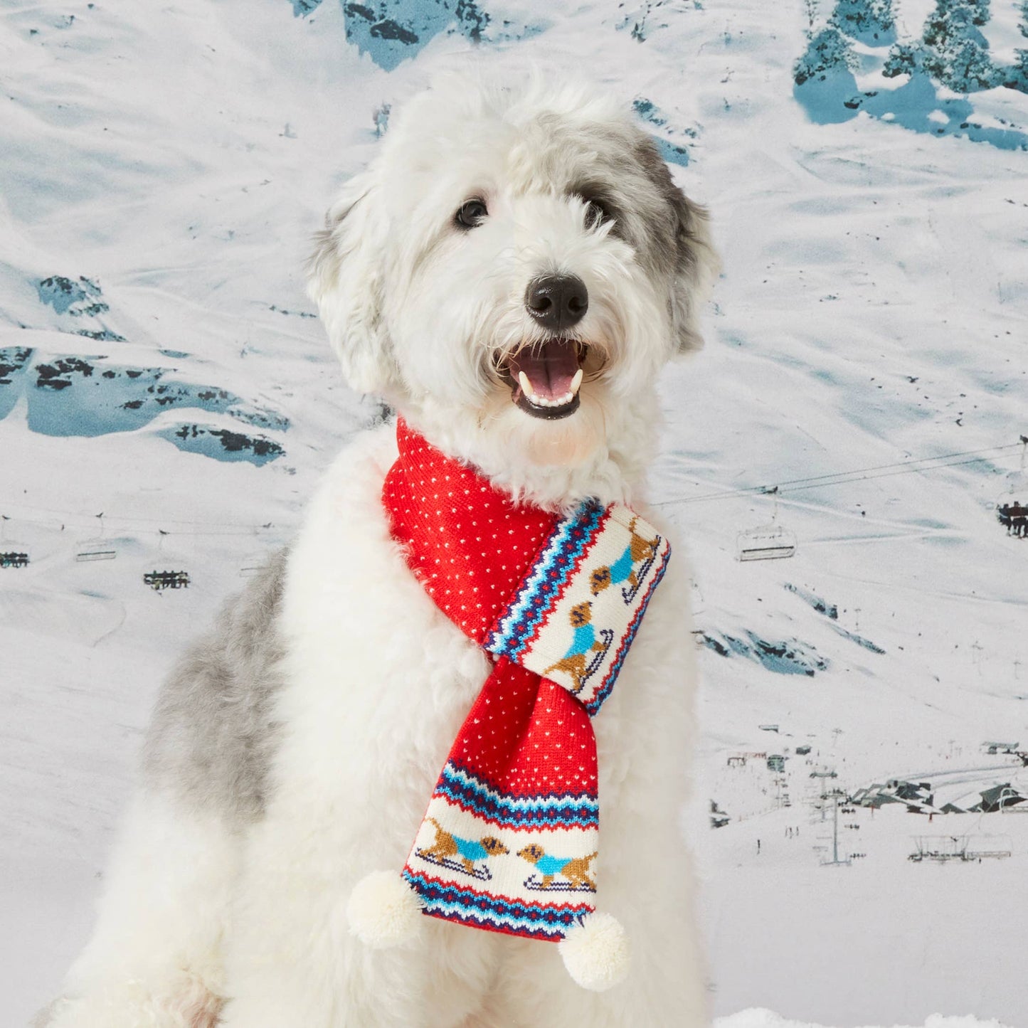 Gray Malin x TFD Hit the Slopes Knit Holiday Dog Scarf